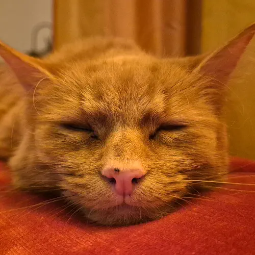 Simba